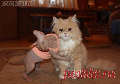 Дай шубу поносить!