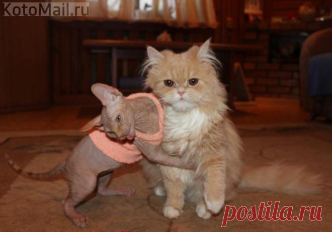 Дай шубу поносить!