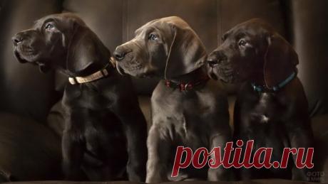 Дог (31 фото)