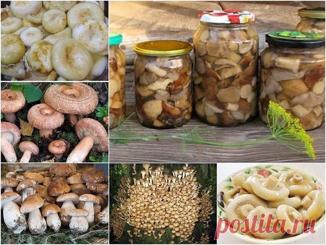 Универсальный маринад для большинства грибов
Грибочки получаются ну очень вкусными!

Ингредиенты:
- 1 литр воды,
- 50 г сахара,
- 4 ч. ложки соли,
- 3 лавровых листа,
- 4 гвоздики,
- 6 горошин душистого перца,
- 3 ч. ложки 70% уксусной эссенции (или 9% в большем количестве)

Приготовление:
1. В емкость для варки маринада влить воду, добавить специи (можно добавить и те, которые вы любите больше, например немного корицы), соль и сахар. Кипятить около трех минут, далее, влит...