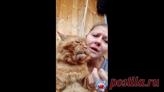 Это кот Джокер - звезда интернета! Вот такой у него темперамент, любимчик хозяйки!