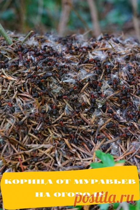 корица от муравьев на огороде