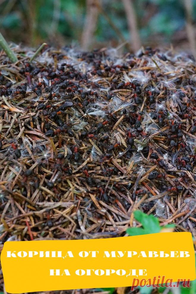 корица от муравьев на огороде