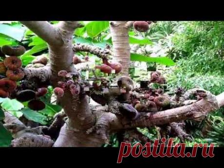 Сад на острове Тенериф