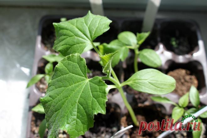 Шпаргалка по выращиванию рассады огурцов: от посева до высадки в грунт | Огород на подоконнике | Яндекс Дзен