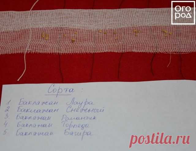 Подготовка семян к посеву – полезные советы | Удобрения и стимуляторы (Огород.ru)