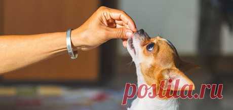 Познавательные статьи о собаках — ProPlan.ru