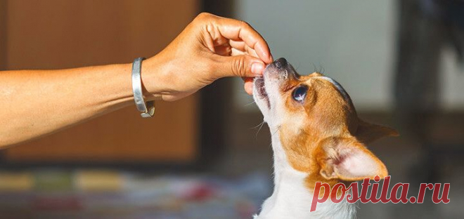 Познавательные статьи о собаках — ProPlan.ru
