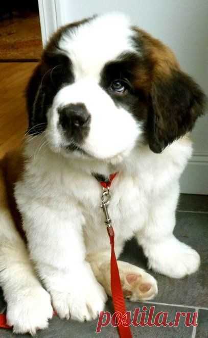 вал приколол(а) это к доске НАШИ БРАТЬЯ МЕНШИЕ