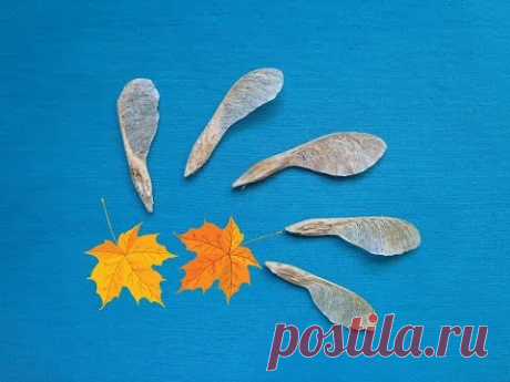 ЗАПАСАЙТЕСЬ СЕМЕНАМИ КЛЁНА