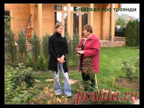 Общие правила обрезки роз. Осень. Весна. Лето.