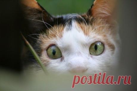Perfectly Demonstrate Cat Logic | Funny cats