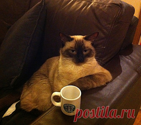 Любители кофе