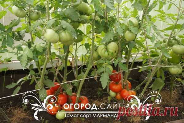 Томат сорт Марманде, семена | ОГОРОД.сайт