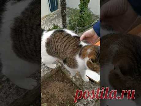 упитанные питомцы 👍 #коты