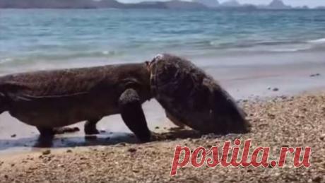 Гигантский варан комодо в шляпе из черепахи ❘ видео . Тут забавно !!!