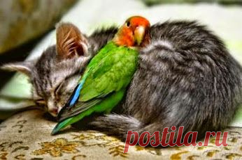 Google+