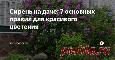Сирень на даче: 7 основных правил для красивого цветения Сирень (латинское Syringa), как декоративное растение, культивируется с середины шестнадцатого века. Исторической Родиной кустарника считается Константинополь (янычары называли садовый многолетник «лилак»), но мировую популярность «турецкая калина сирень» приобрела в парковом благолепии Европы. Обильно цветущие и чарующие терпким ароматом заросли стали непременным атрибутом ландшафтного дизайна, а