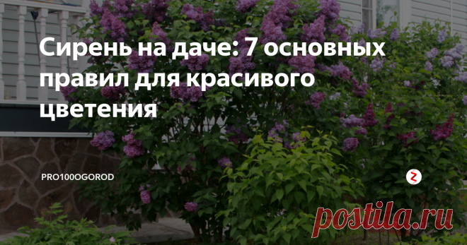 Сирень на даче: 7 основных правил для красивого цветения Сирень (латинское Syringa), как декоративное растение, культивируется с середины шестнадцатого века. Исторической Родиной кустарника считается Константинополь (янычары называли садовый многолетник «лилак»), но мировую популярность «турецкая калина сирень» приобрела в парковом благолепии Европы. Обильно цветущие и чарующие терпким ароматом заросли стали непременным атрибутом ландшафтного дизайна, а