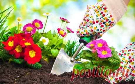 Календарь посадки многолетних корневищных цветов | Прочие многолетники (Огород.ru)