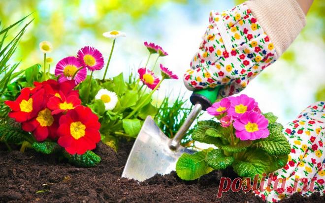 Календарь посадки многолетних корневищных цветов | Прочие многолетники (Огород.ru)