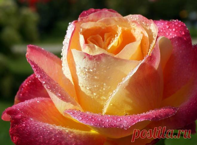 Мила — «Розы» на Яндекс.Фотках