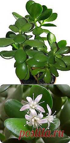 комнатные растения | Фотографии и советы на Постиле