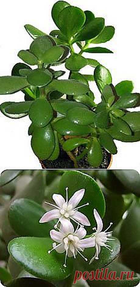 комнатные растения | Фотографии и советы на Постиле