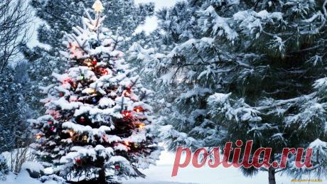 Обои Праздничные Ёлки.