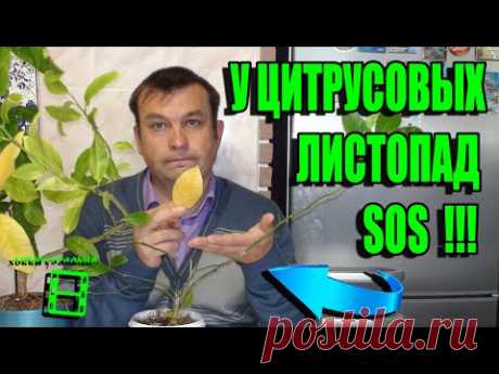 ЛИСТОПАД У ЦИТРУСОВЫХ. ЧТО ДЕЛАТЬ? В ЧЕМ ПРИЧИНА ОПАДЕНИЯ ЛИСТЬЕВ? ЦИТРУСОВЫЕ