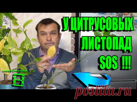 ЛИСТОПАД У ЦИТРУСОВЫХ. ЧТО ДЕЛАТЬ? В ЧЕМ ПРИЧИНА ОПАДЕНИЯ ЛИСТЬЕВ? ЦИТРУСОВЫЕ