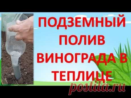 ПОДЗЕМНЫЙ ПОЛИВ ВИНОГРАДА В ТЕПЛИЦЕ