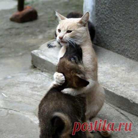 Не плачь, маленький!