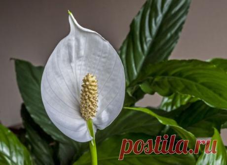 15 комнатных растений, улучшающих воздух / Домашние растения / 7dach.ru