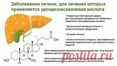 ТОП-15 препаратов для восстановления печени - КГБУЗ Горбольница №12 Печень – крупнейшая железа внешней секреции в организме человека, которая выполняет множество функций. Она также является крупным самоочищающимся органом