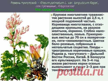 С чего начать новичкам в саду, что вырастить? | Flohouse