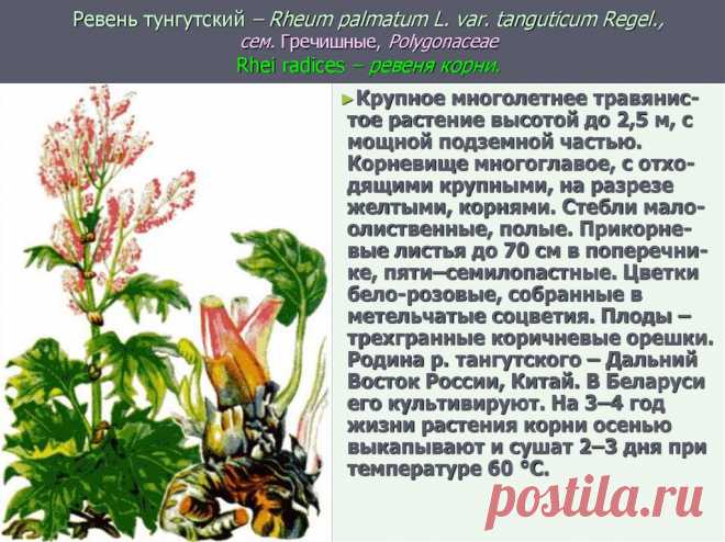 С чего начать новичкам в саду, что вырастить? | Flohouse