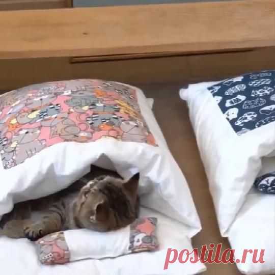 Looking for the Perfect Bed for your Cat🐱? Our Pet Sleeping Bag is super comfy, and is designed specifically to calm and reduce your pet’s daily anxiety while providing better sleep, resulting in…
