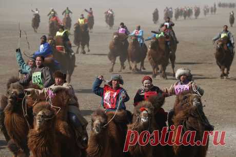 Верблюжий фестиваль в Монголии | Чёрт побери 6 марта в монгольской пустыне Гоби стартовали двухдневные крупнейшие в мире гонки на верблюдах. Со всех концов страны на соревнования приехали 1108 участников. Люди потратили семь часов на дорогу от столицы Улан-Батора, чтобы посмотреть соревнования. Верблюдам нужно было как можно быстрей преодолеть 15 км. трассу, победитель потратил 35 минут 12 секунд на эту дистанцию. Помимо гонок на фестивале проходили соревнования по поло на...