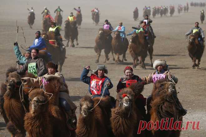 Верблюжий фестиваль в Монголии | Чёрт побери 6 марта в монгольской пустыне Гоби стартовали двухдневные крупнейшие в мире гонки на верблюдах. Со всех концов страны на соревнования приехали 1108 участников. Люди потратили семь часов на дорогу от столицы Улан-Батора, чтобы посмотреть соревнования. Верблюдам нужно было как можно быстрей преодолеть 15 км. трассу, победитель потратил 35 минут 12 секунд на эту дистанцию. Помимо гонок на фестивале проходили соревнования по поло на...