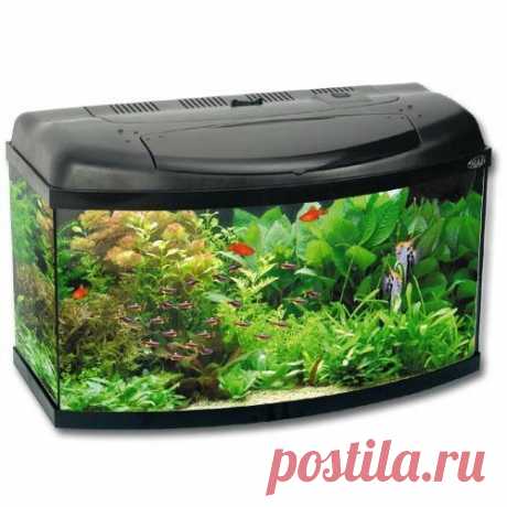 аквариумные рыбки: 20 тыс изображений найдено в Яндекс.Картинках