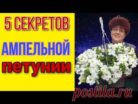 Что нужно ампельной петунии? 5 важных советов! +Обзор