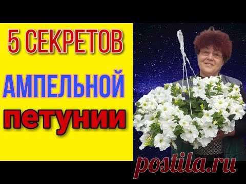 Что нужно ампельной петунии? 5 важных советов! +Обзор