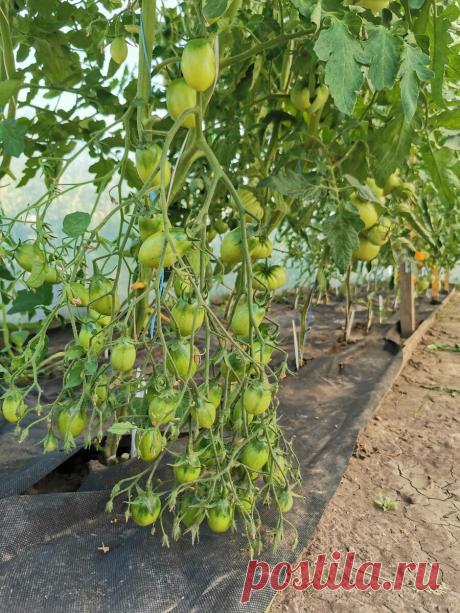 Июль 2020: фитофтороз не дремлет. Мой опыт по защите томатов от болезней. | Огородник из Рязани | Яндекс Дзен