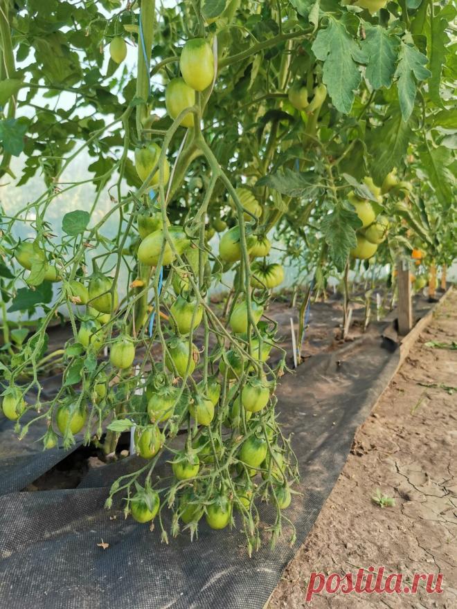 Июль 2020: фитофтороз не дремлет. Мой опыт по защите томатов от болезней. | Огородник из Рязани | Яндекс Дзен