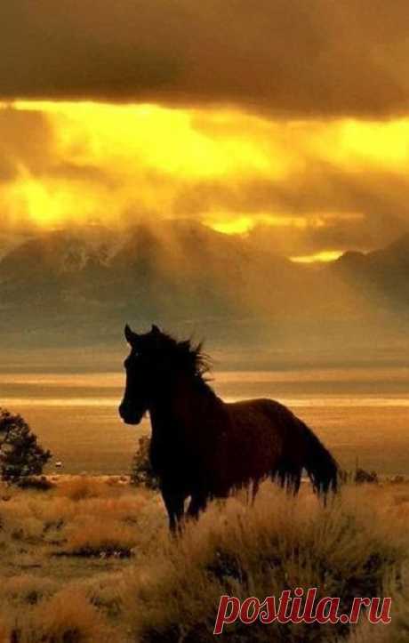 Wheat &amp; Wildflower