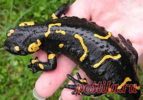 В прошлом все четвероногие животные умели регенерировать конечности - 2 Ноября 2015 - Russia-Asia-Siberia