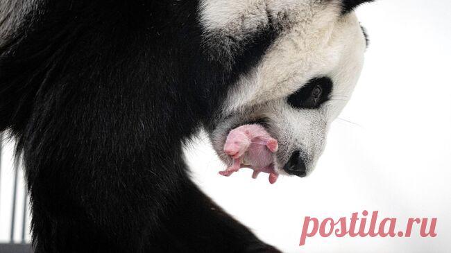 Московский зоопарк рассказал об известных матерях зоосада