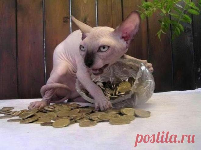 50 случаев, когда кошки случайно показали темную сторону своей личности