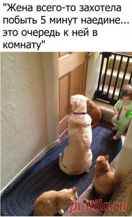 Без кота и жизнь не та ツ